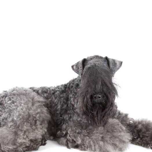 Kerry blue best sale terrier standard